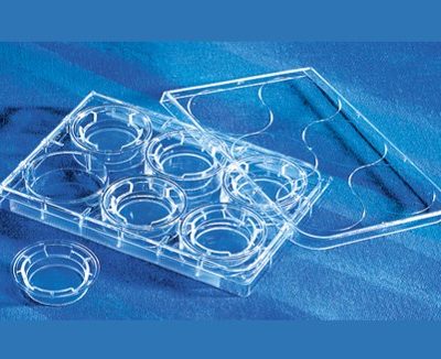 Inserto Transwell 24 mm - Corning