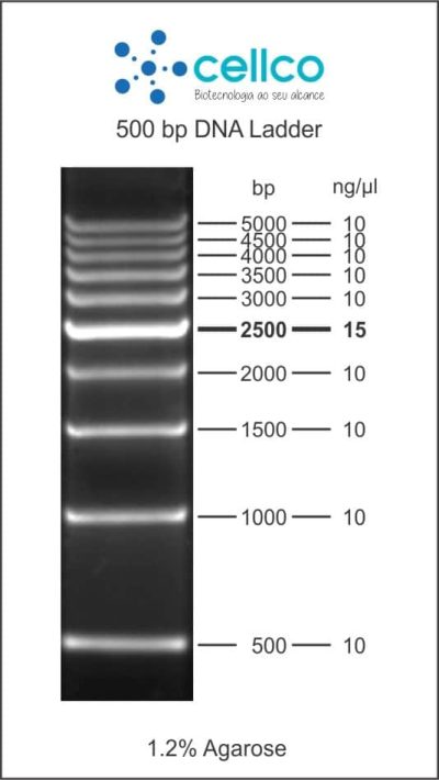 Marcadores de Massa Molecular (DNA ladder) - Cellco - Imagem 5