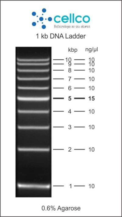 Marcadores de Massa Molecular (DNA ladder) - Cellco - Imagem 6