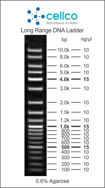 Marcadores de Massa Molecular (DNA ladder) - Cellco - Imagem 7