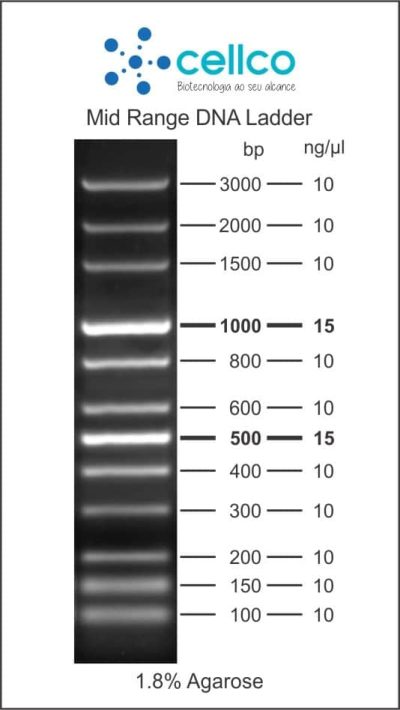 Marcadores de Massa Molecular (DNA ladder) - Cellco - Imagem 9