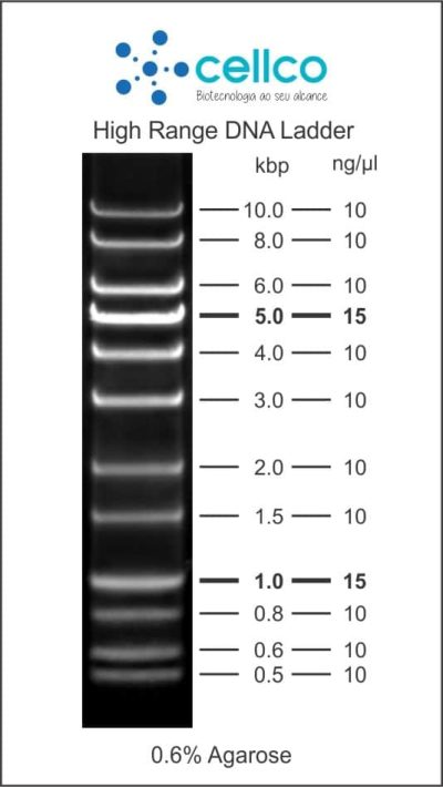 Marcadores de Massa Molecular (DNA ladder) - Cellco - Imagem 10