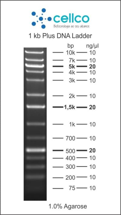 Marcadores de Massa Molecular (DNA ladder) - Cellco - Imagem 11